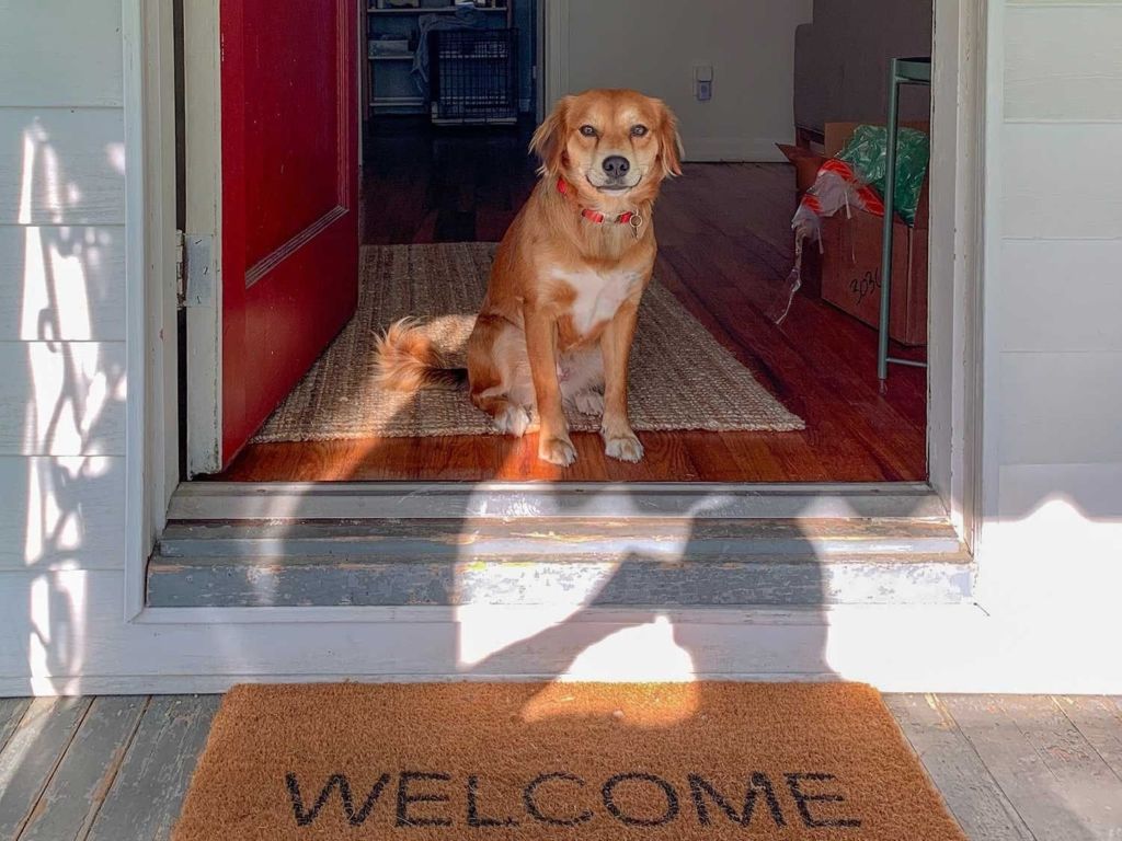 Door-dog