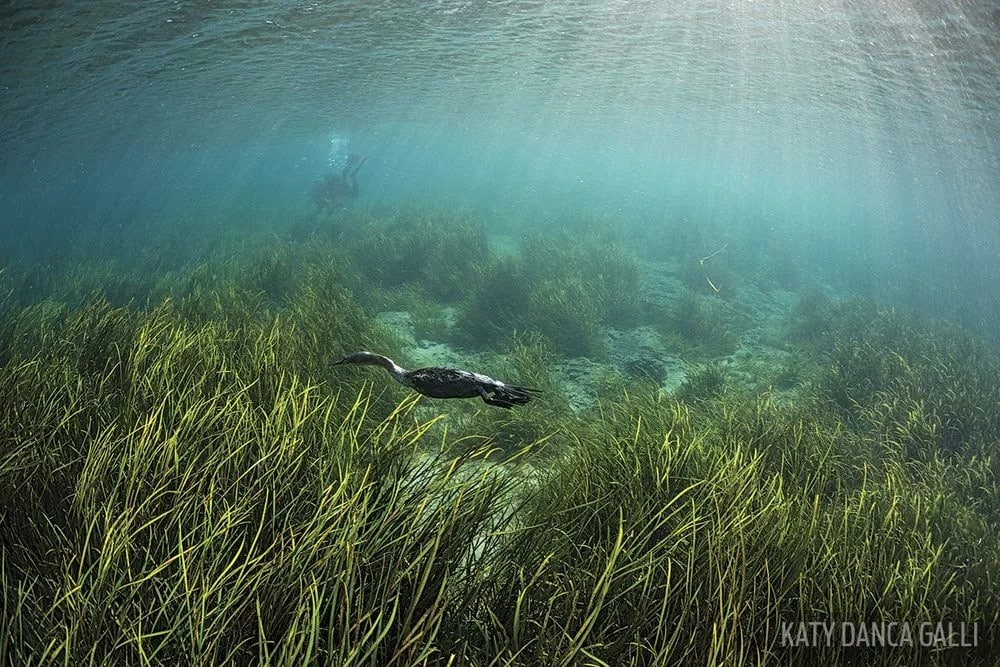 florida rainbow river, where to dive in florida, looking for fish underwater