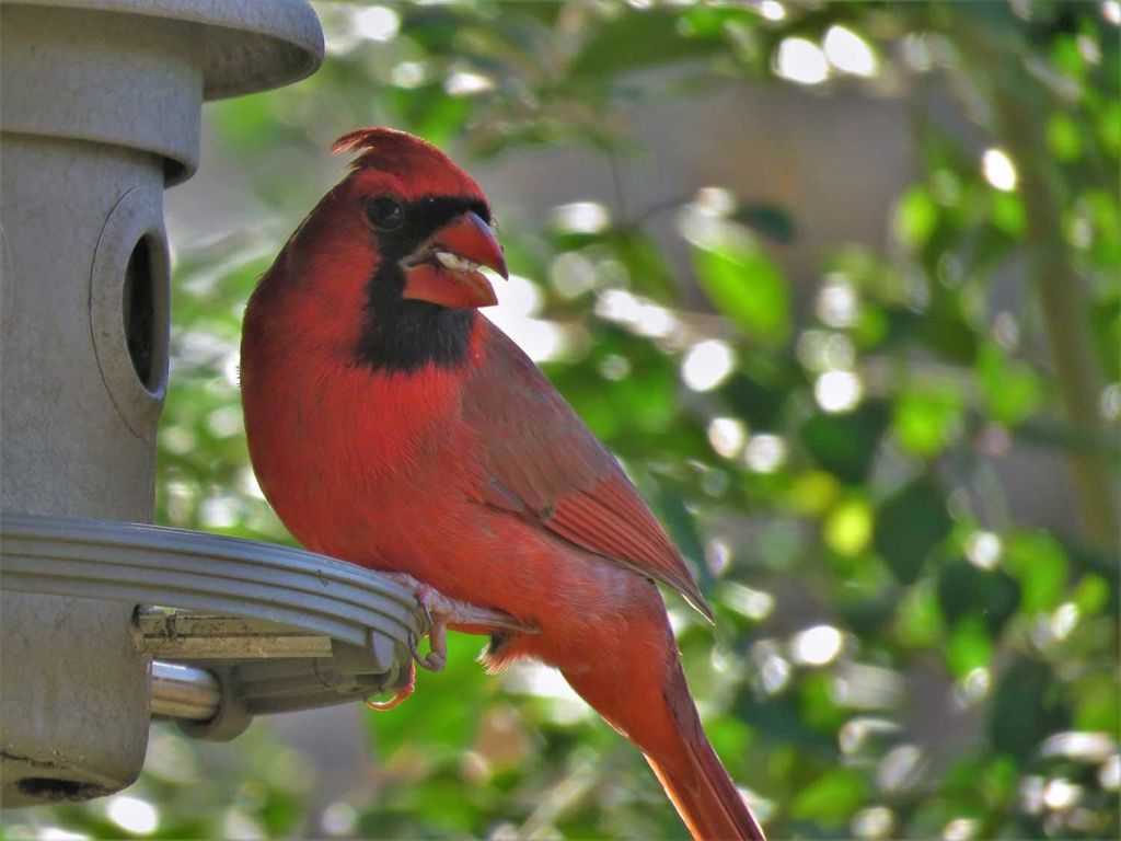 Cardinal eating at a bird feeder