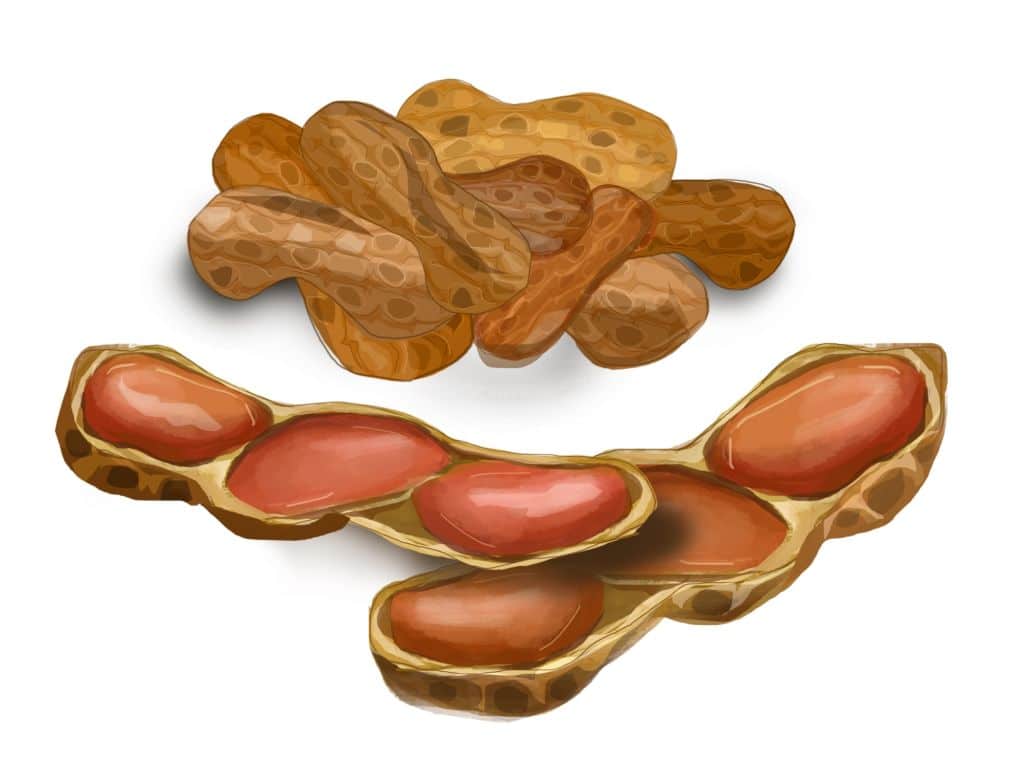 Boiled peanut illustration