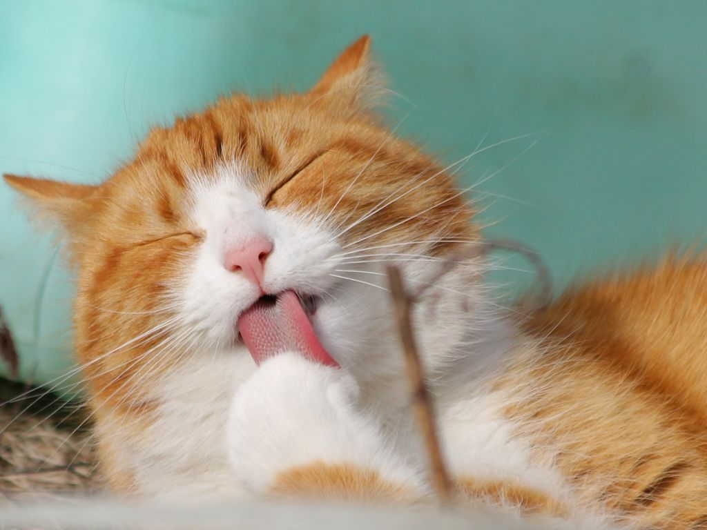 Cat licking its paw