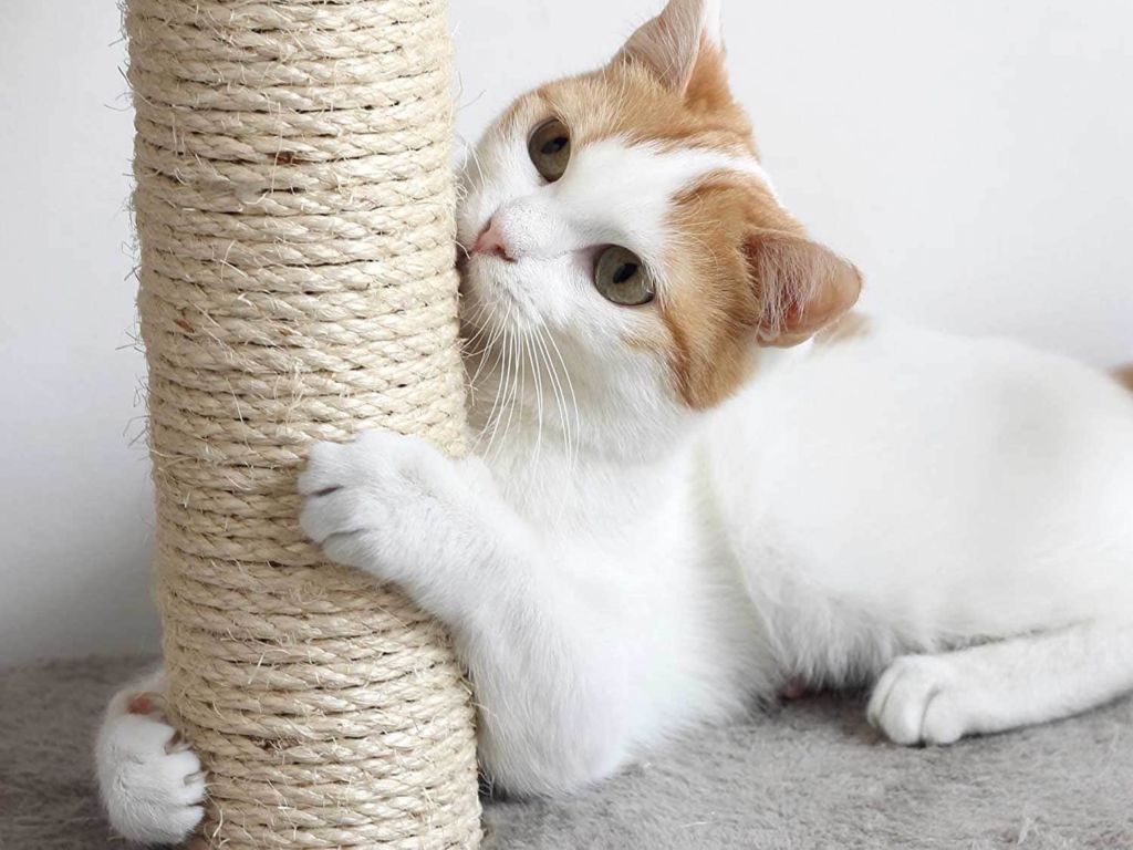 Cat scratching on scratching post.