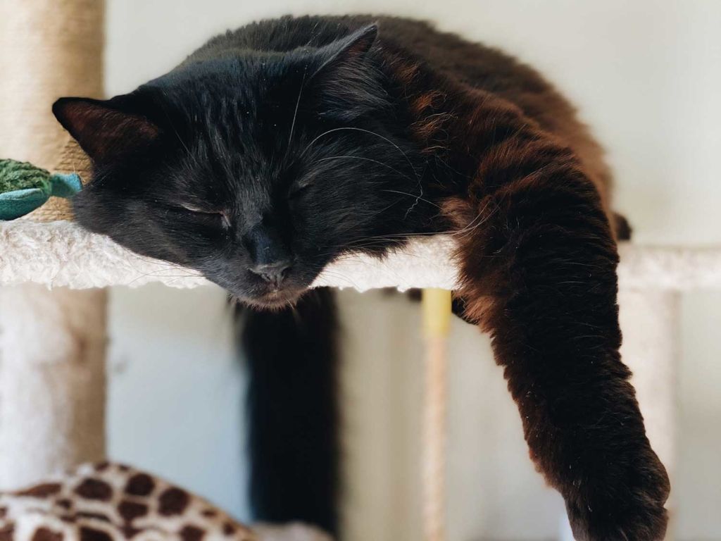 Cat sleeping on cat tree.