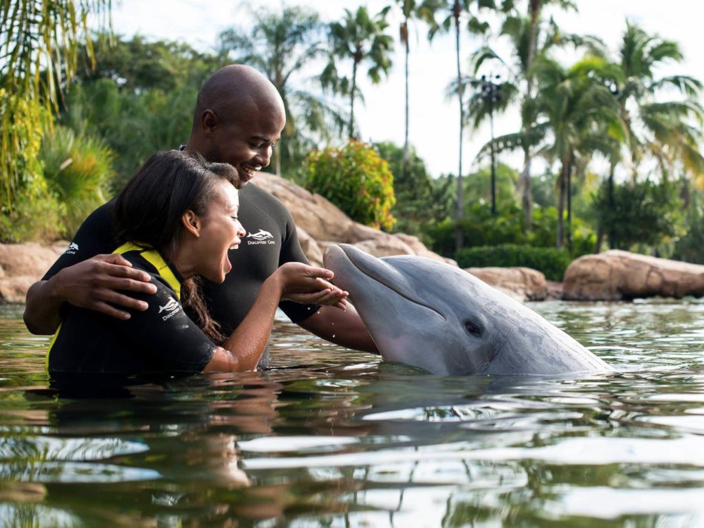 discovery cove, swim with dolphins florida, florida dolphins