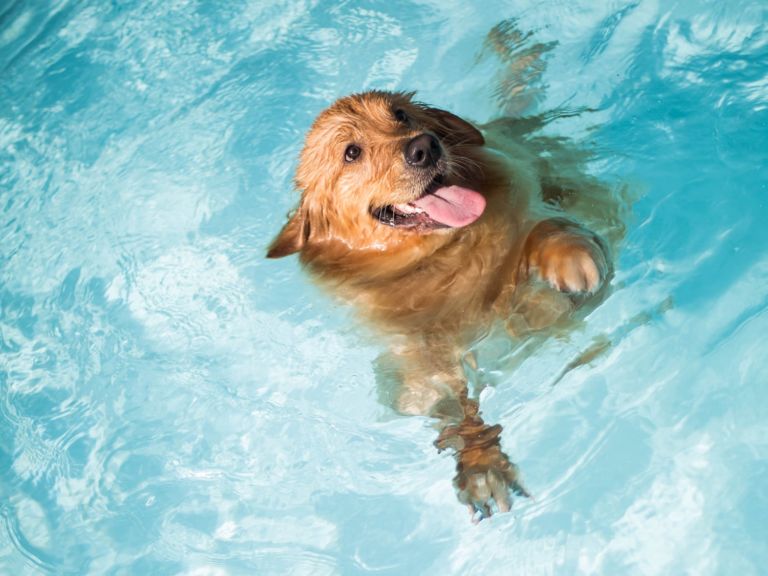 Dog playing in the water