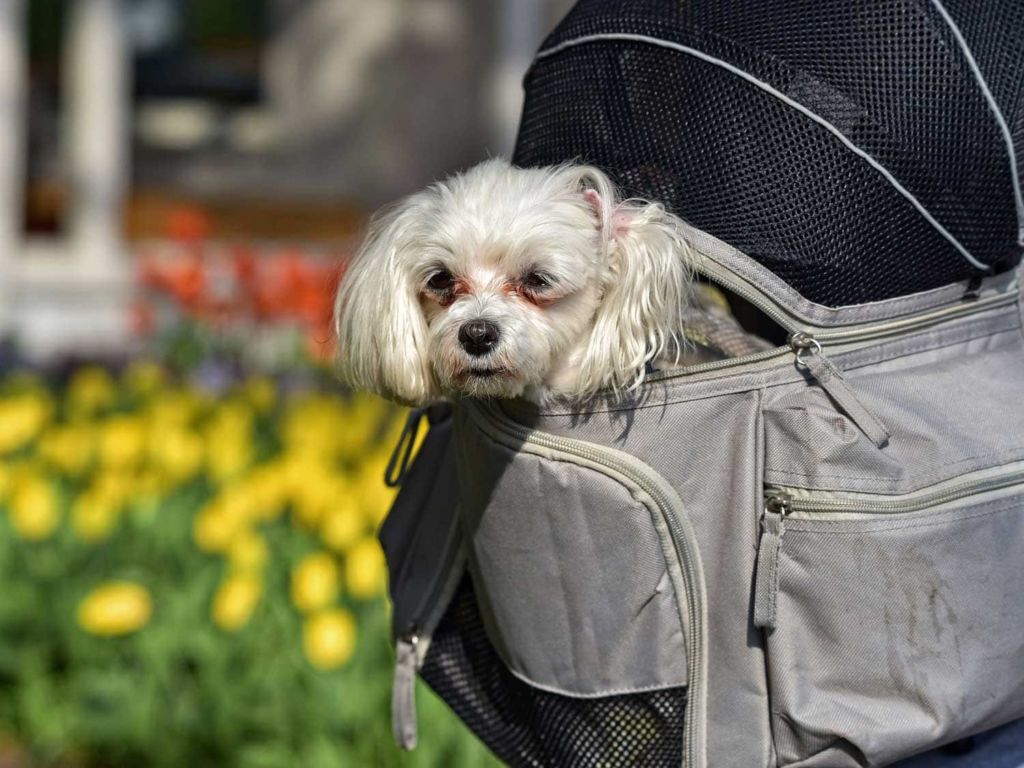 dogbackpack
