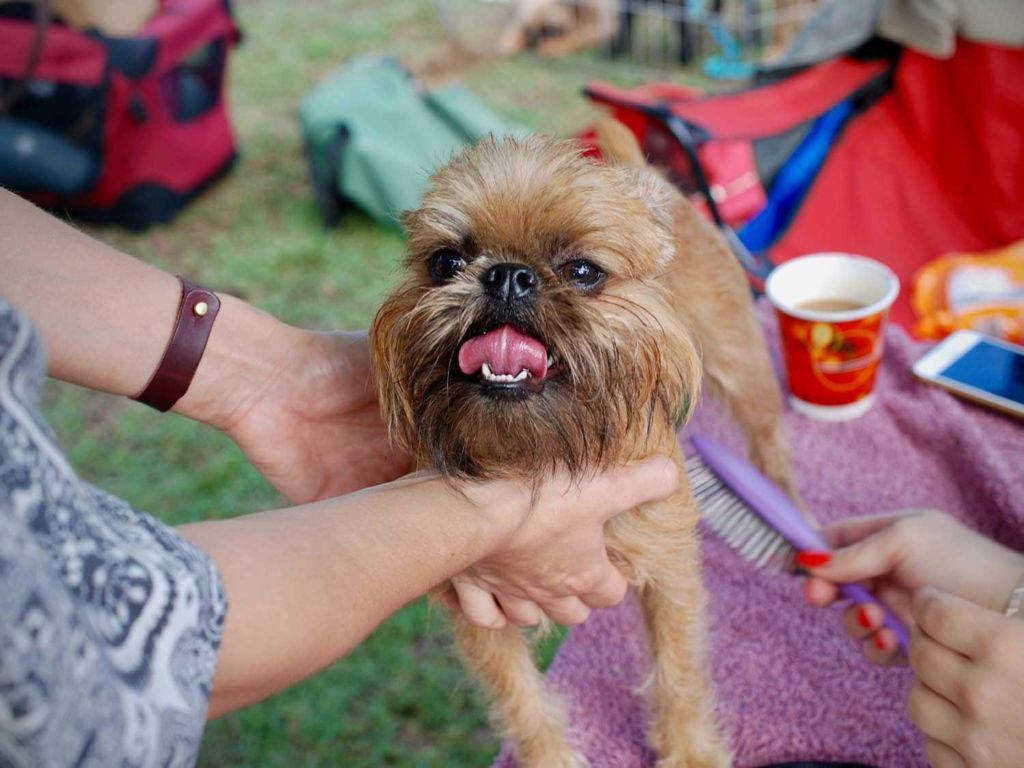 dogbrush