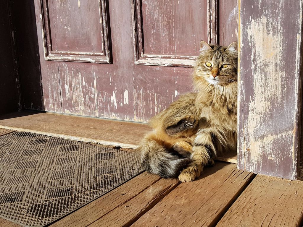 Cat sitting next to a door mat