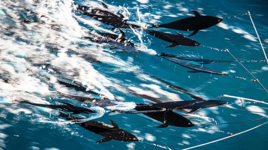 sailfish swimming