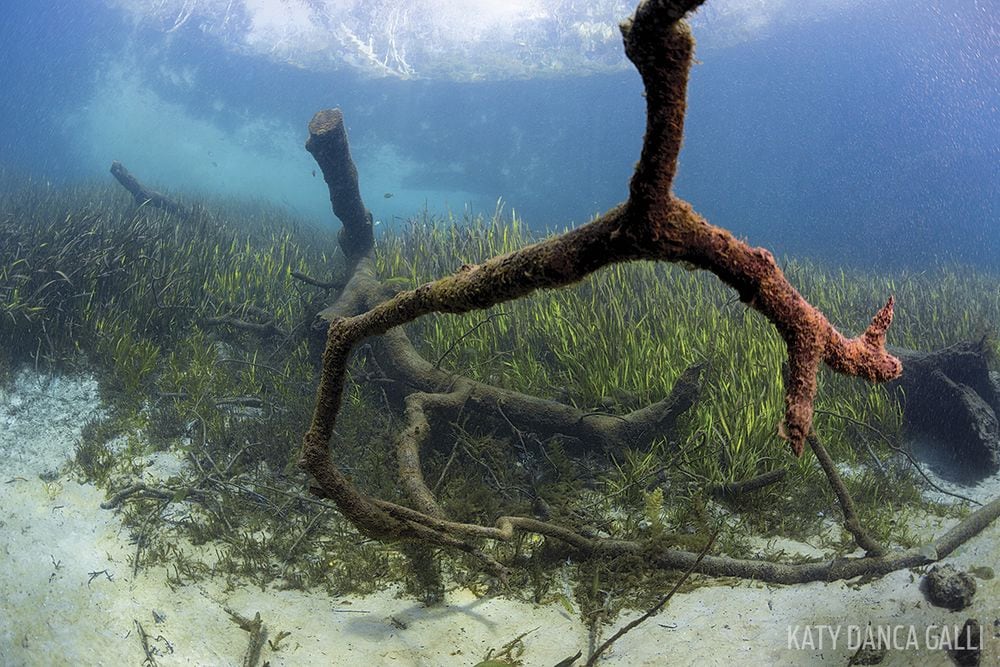 beneath rainbow river, florida scuba diving spots