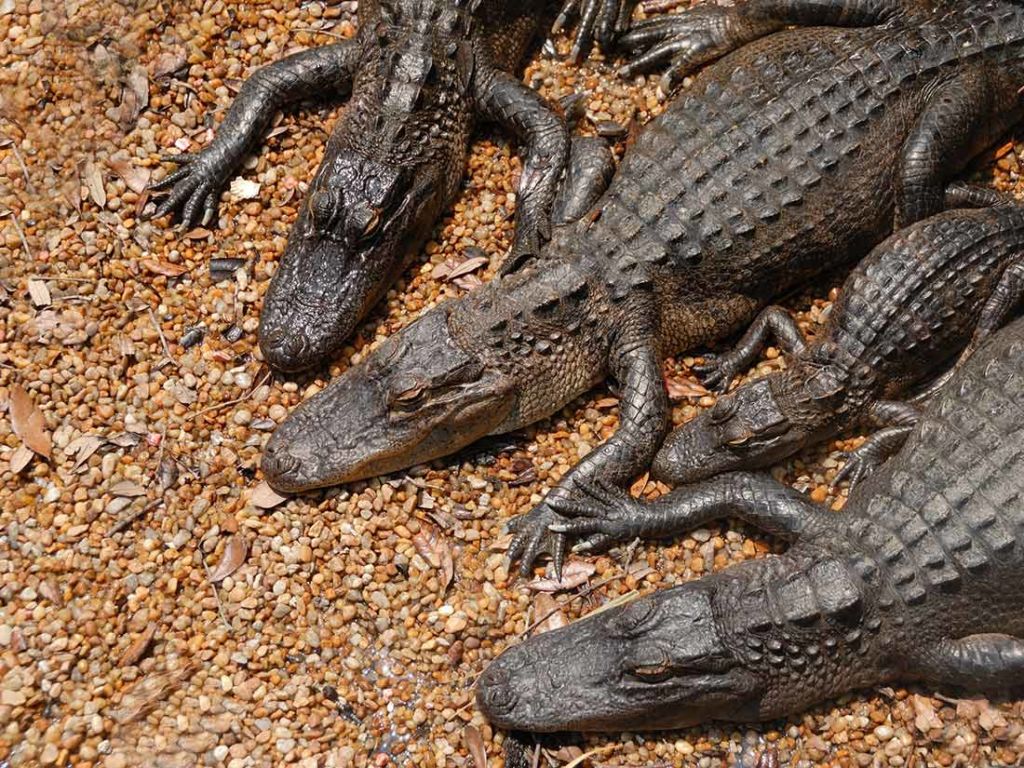 alligators, everglades