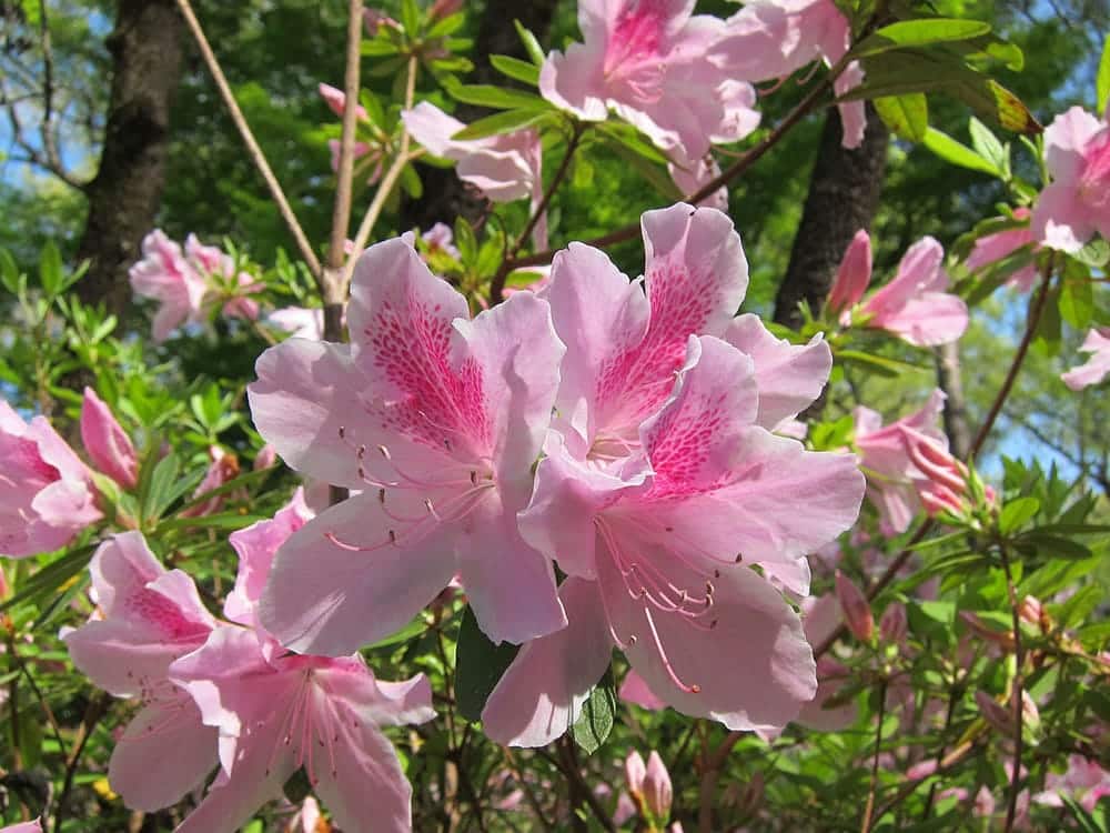 pink azaleas, Florida Azalea Festival