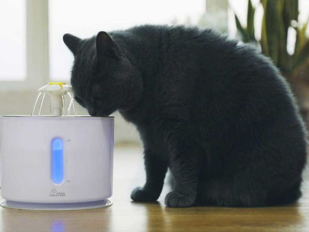 Cat drinking from a water fountain