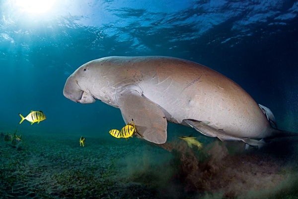 free_florida_nature_manatee_072511.jpg