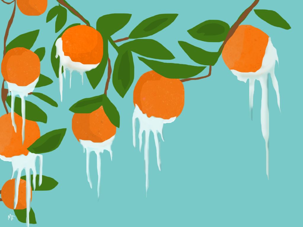 Illustration of frost covered orange tree
