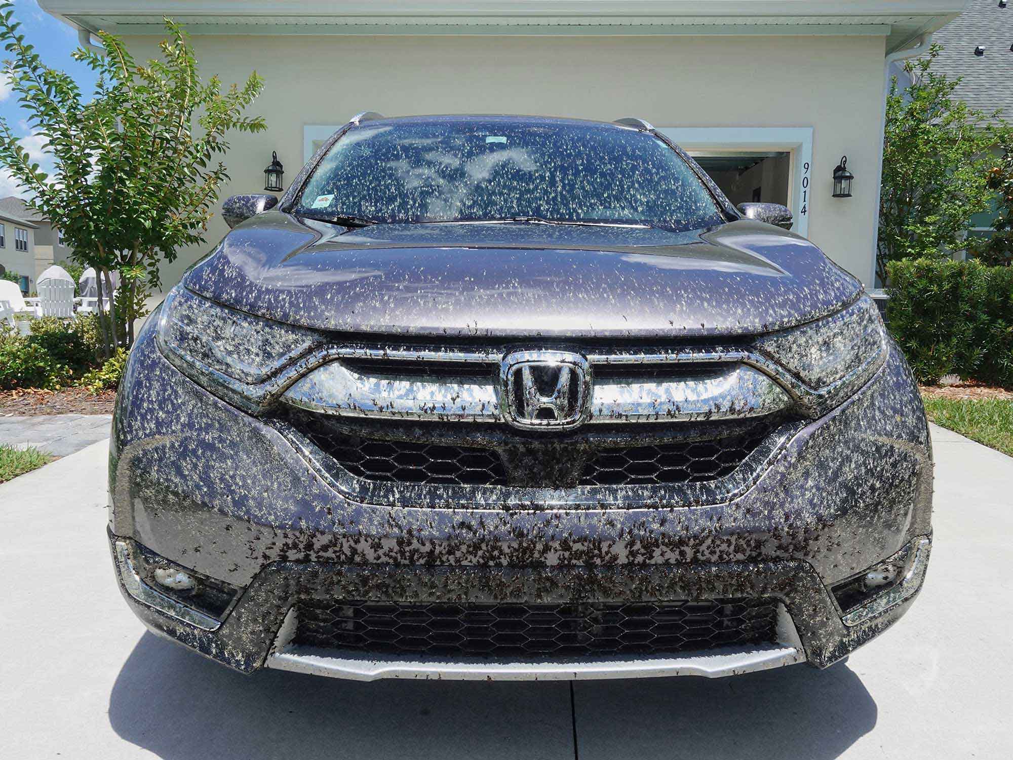 A Florida car covered in love bugs.