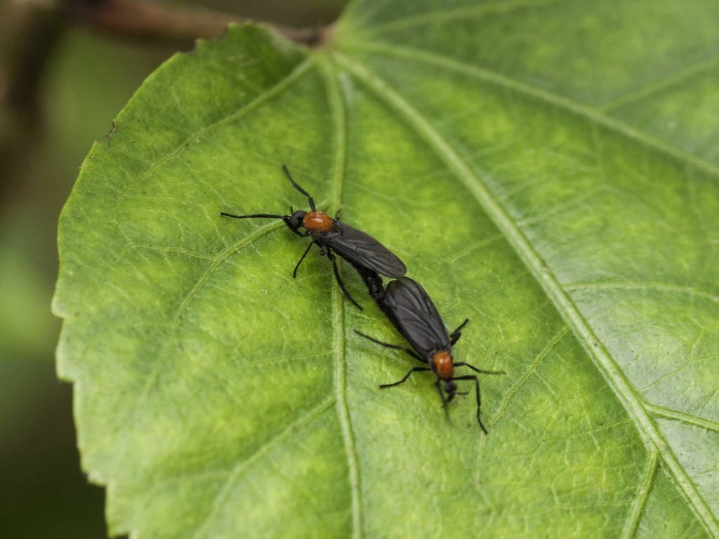 Florida love bugs on a leaf