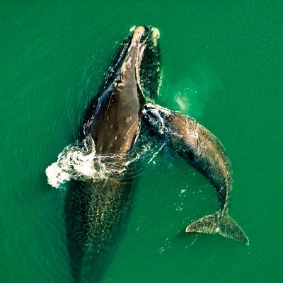 ftl1011_aerial_amelia_island.jpg