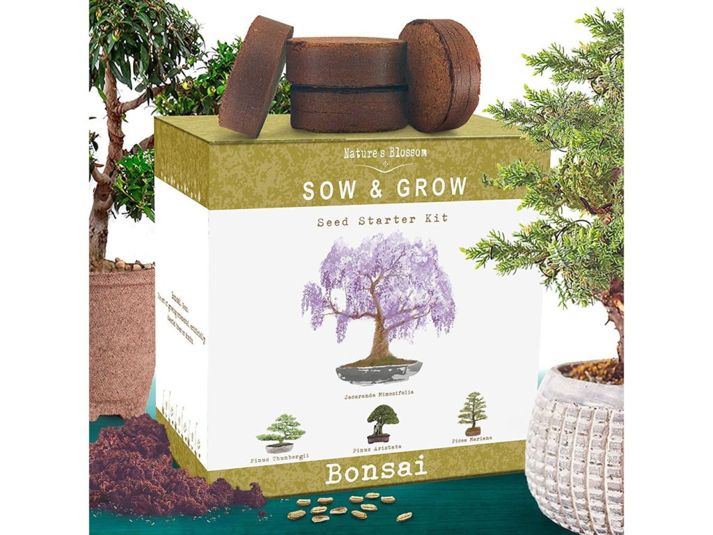 Nature's Blossom Bonsai Tree Kit