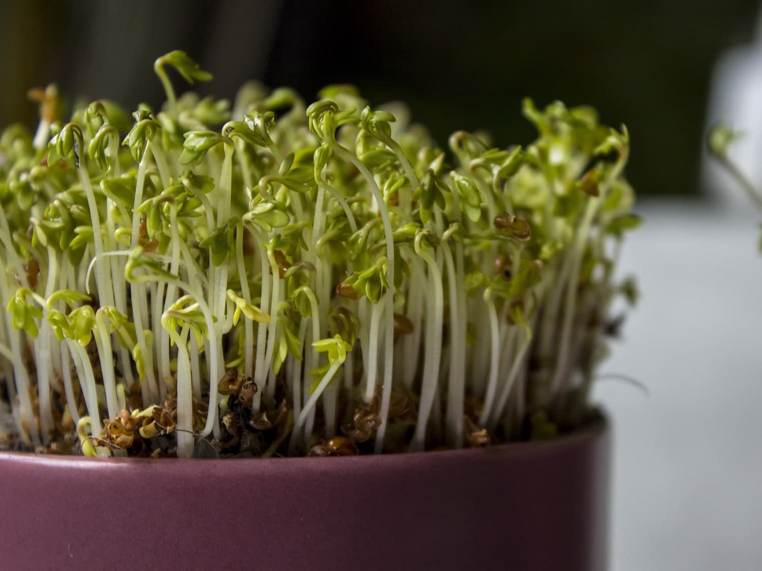 Sprouts growing in a pot