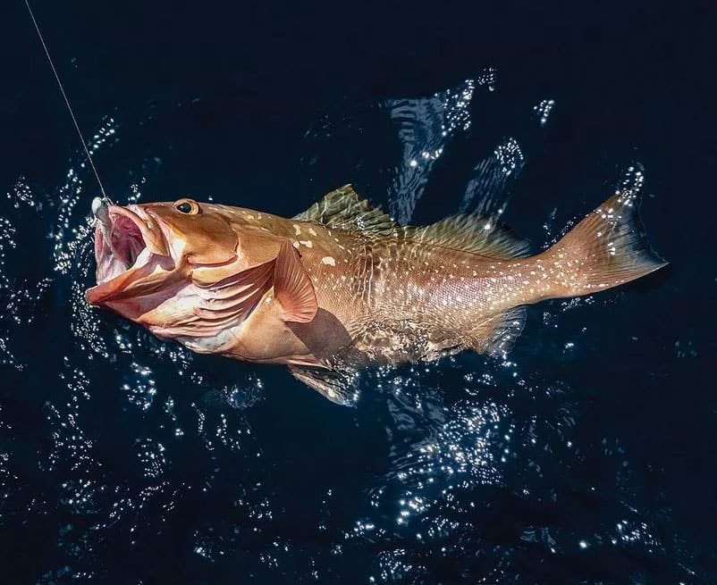 grouper line caught