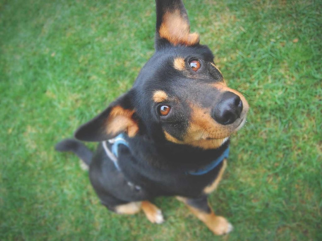 Smiling dog wearing a harness