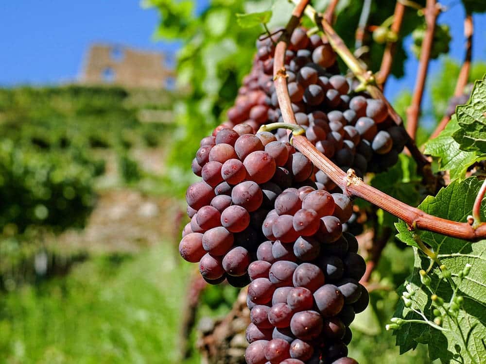 vineyard, grapes