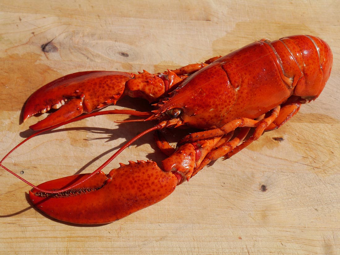 lobster, tampa bay food festival, lobster florida