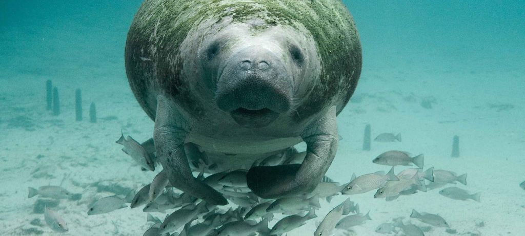 florida manatees, manatee florida