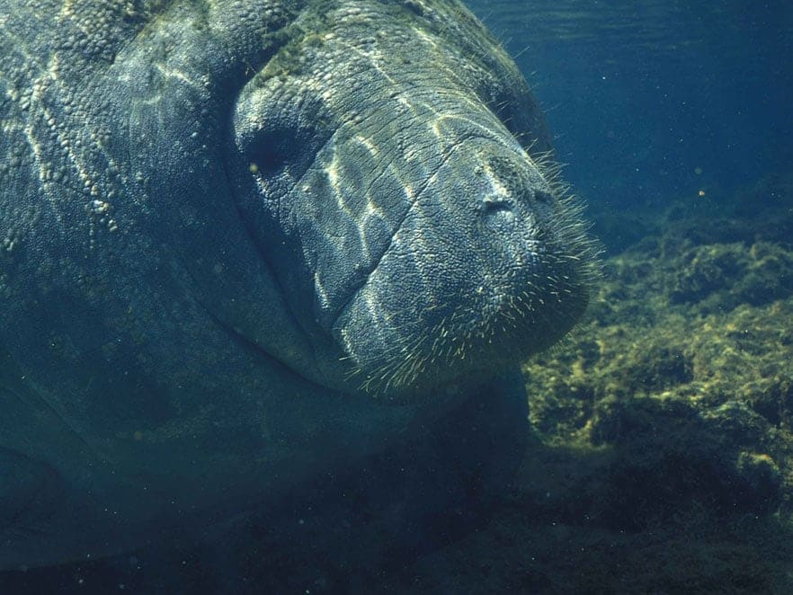 manatee underwater