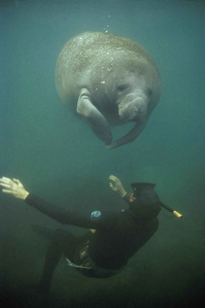 manatee swimming, snorkel with manatees, florida snorkeling