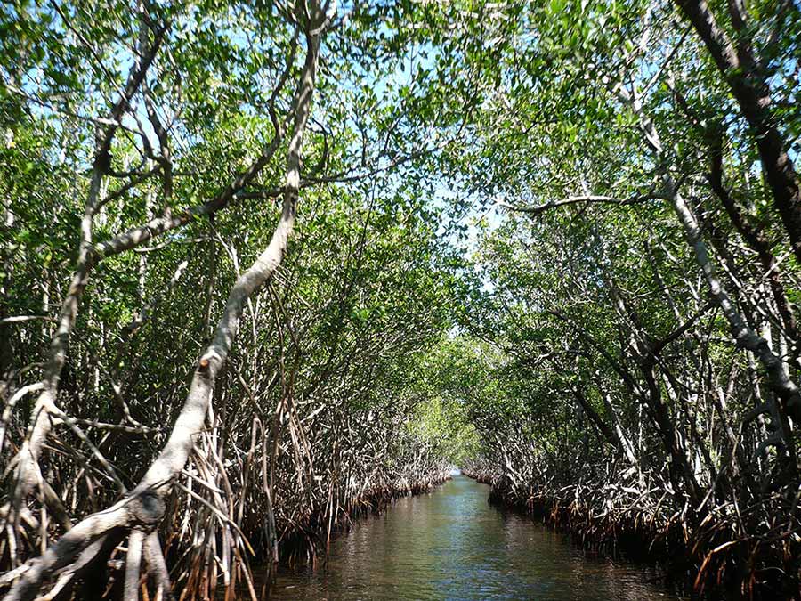 kayak mangroves in key west, key west boat excursions