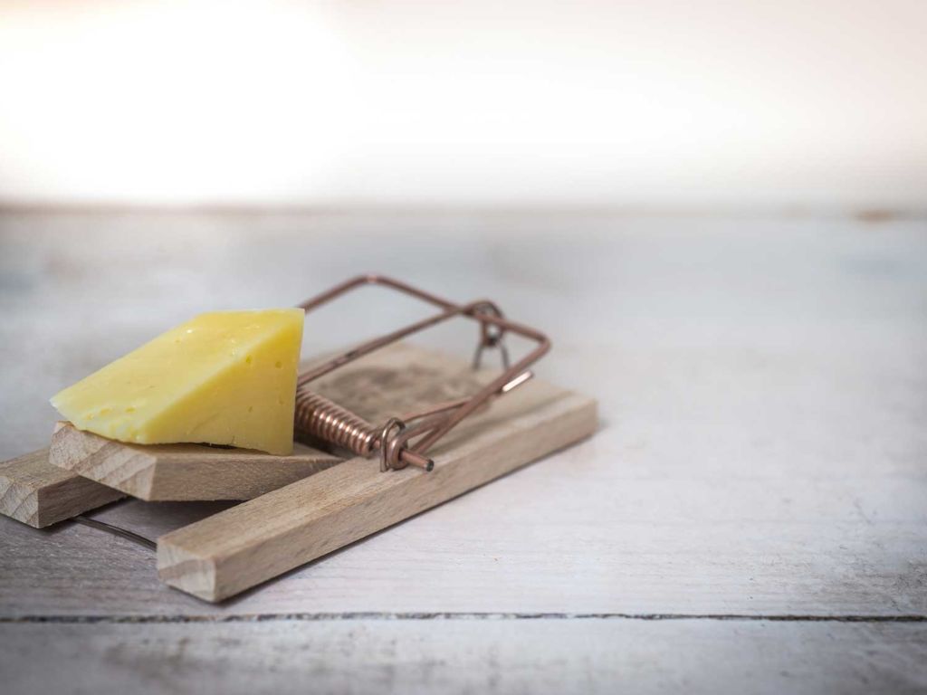 Cheese on a mouse trap.