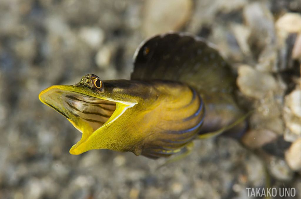 orangethroat pikeblenny