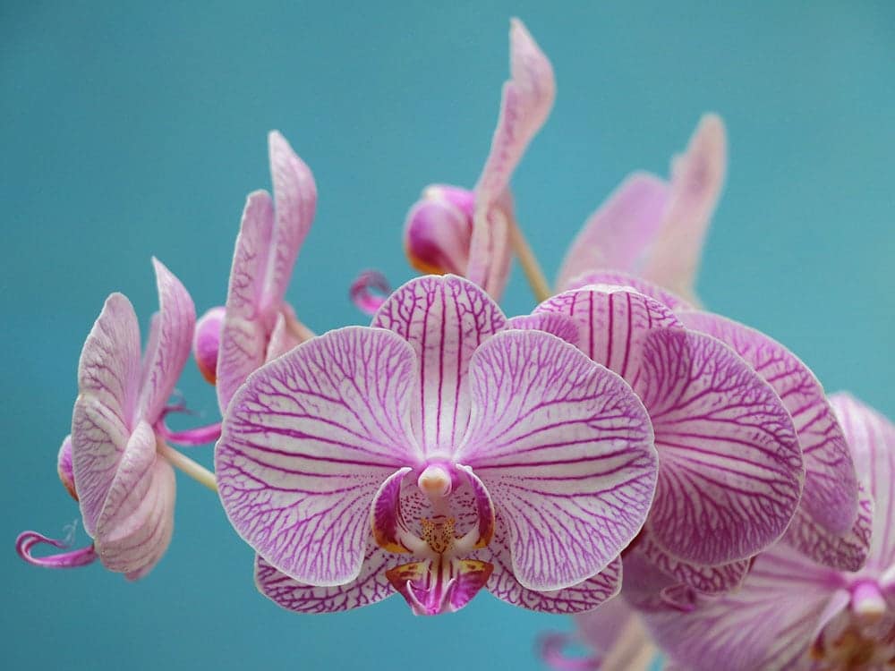 orchid