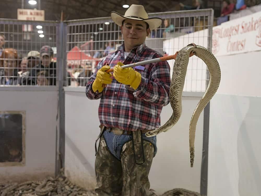 rattlesnake festival, weird florida festivals