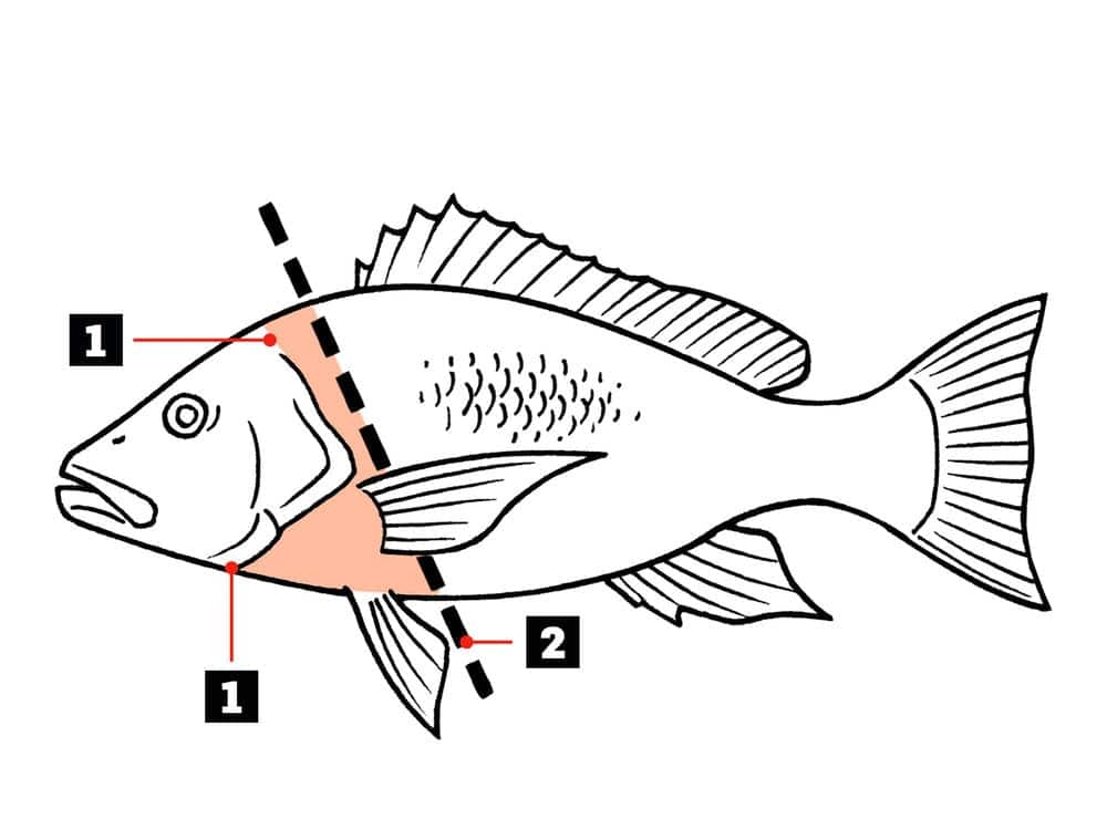 how to remove snapper collar, filleting fish, snapper