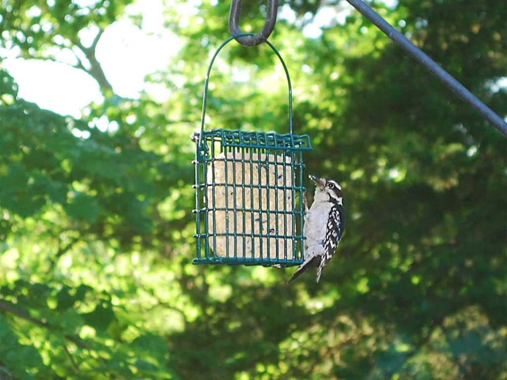 Bird eating seeds out of a feeder
