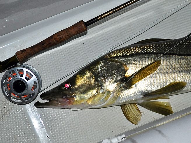 where to find snook