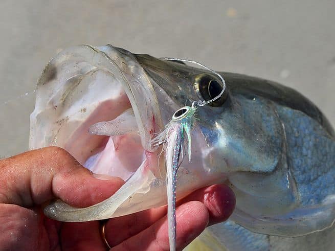 snook tactics, fishing tactics, saltwater fishing florida