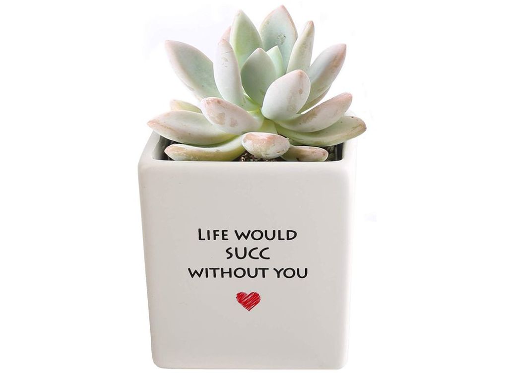Costa Farms Live Mini Succulent Echeveria Indoor Plant Grower's Choice, Rosette, 4-Inches Tall