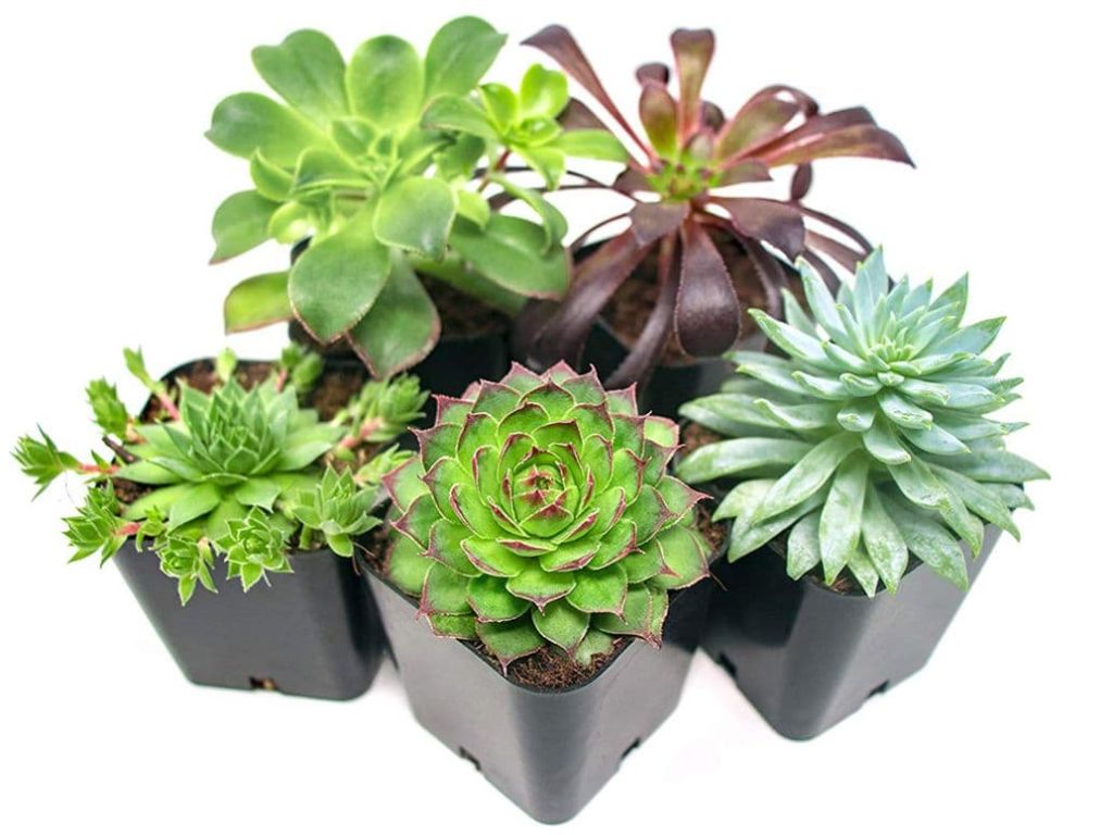 Succulent Plants (5 Pack), Fully Rooted in Planter Pots with Soil - Real Live Potted Succulents / Unique Indoor Cactus Decor by Plants for Pets