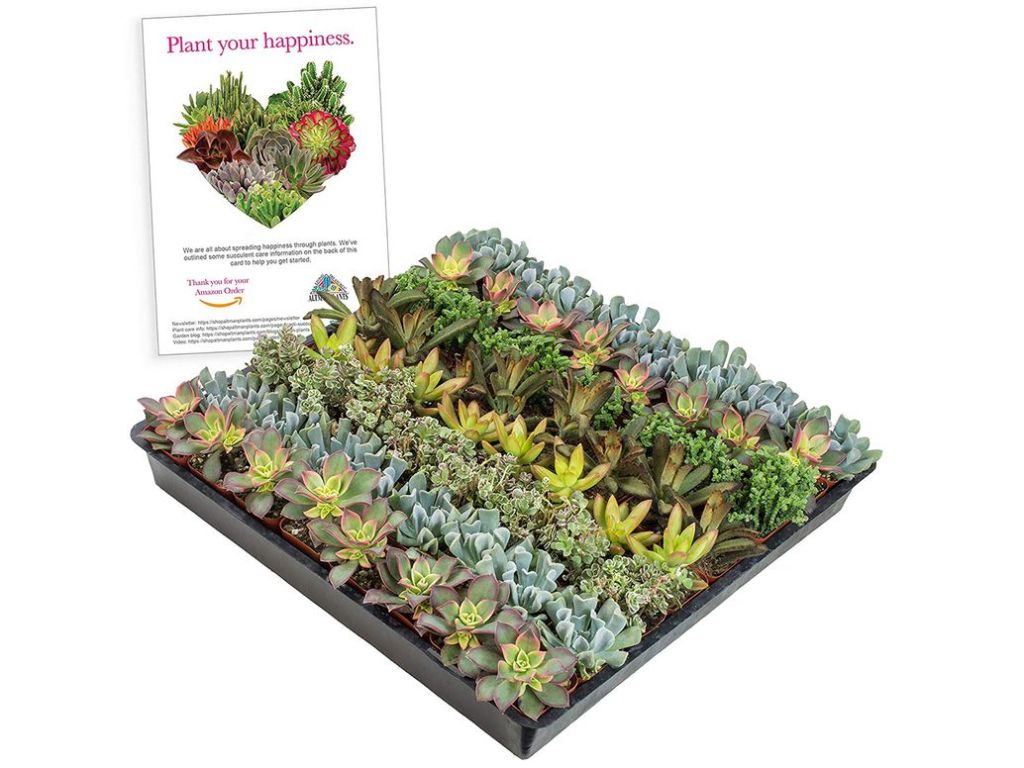 Altman Plants Mini Live Assorted Succulents DIY terrariums, Gifts, Indoor House Decor, Starter Gardens 2" 64 Pack