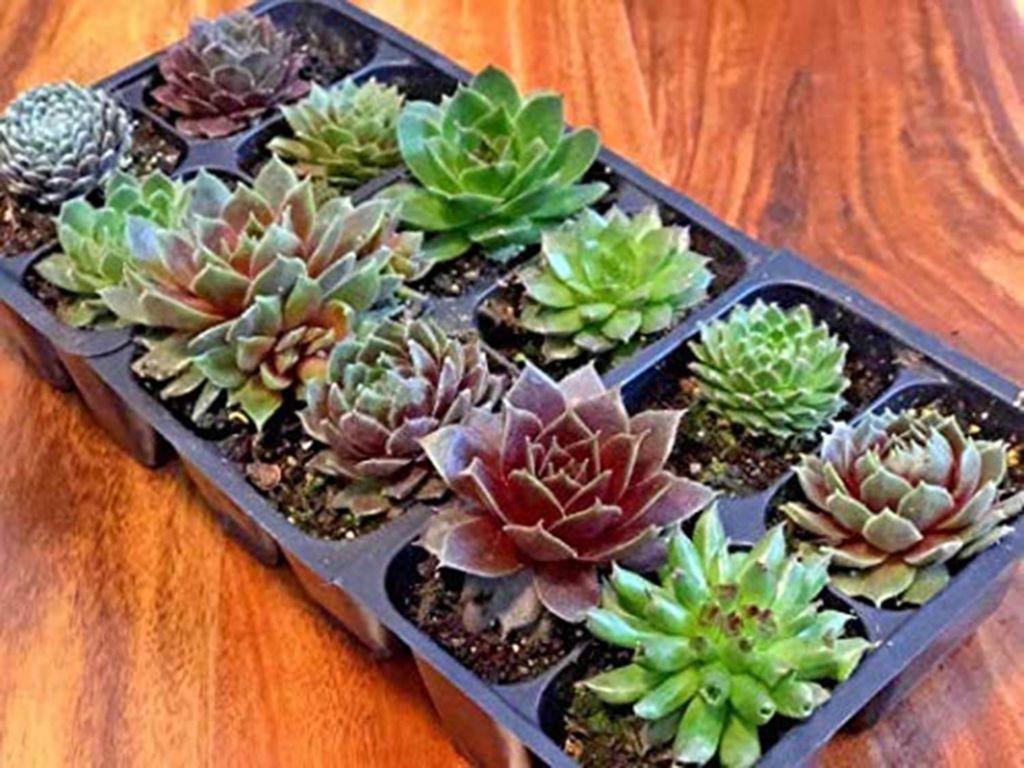 Mini Succulent Bulk Plugs