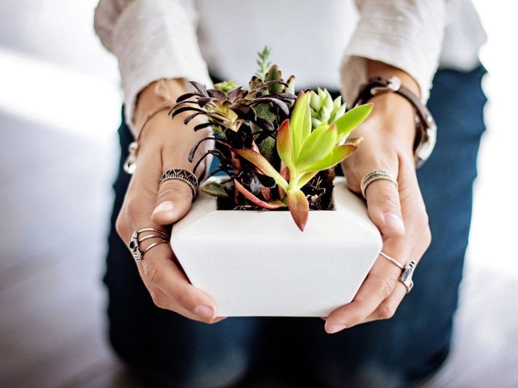Woman holding a potted succulent.