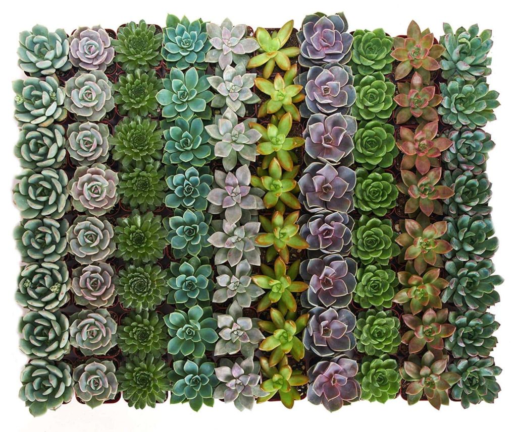 Radiant Rosette Succulents