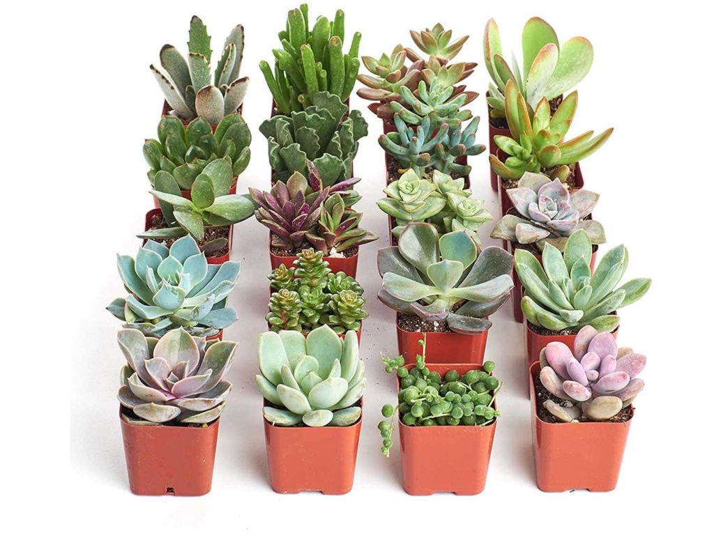 Shop Succulents | Unique Collection | Assortment of Hand Selected, Fully Rooted Live Indoor Succulent Plants, 20-Pack B