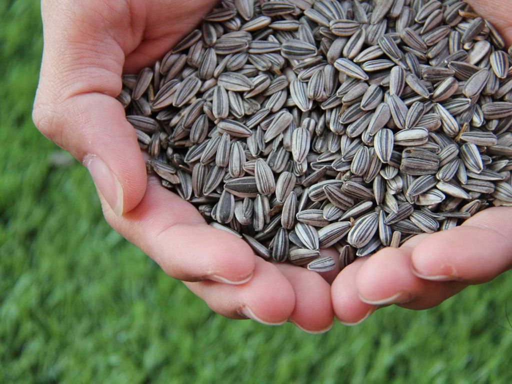 Man holding sunflower seeds.