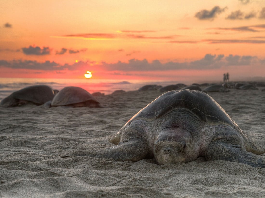 Titusville Sea Turtle Festival