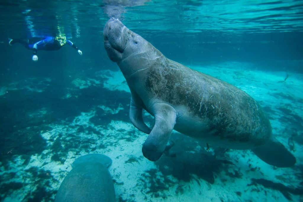 manatee